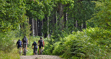 Mountainbiken in de bossen van Oisterwijk